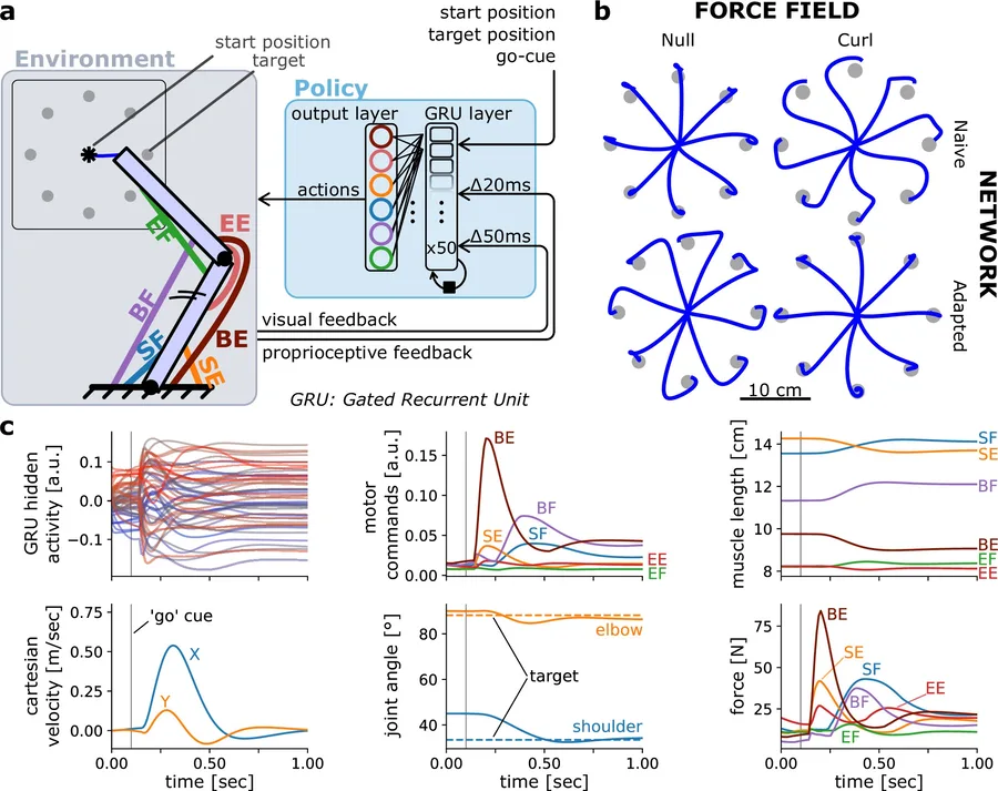 MotorNet schematic: a recurrent neural network policy controlling a six-muscle arm model, with reaching trajectories before and after adaptation to a curl force field