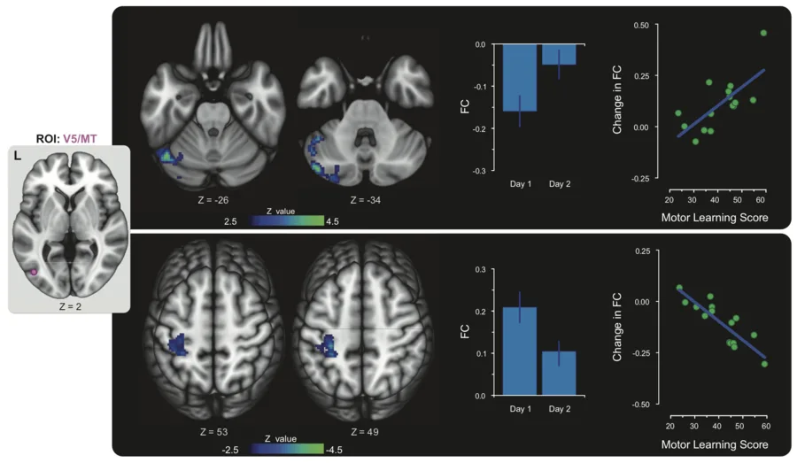 Functional MRI results: changes in functional connectivity between visual area V5/MT and cerebellar and motor regions after observing motor learning