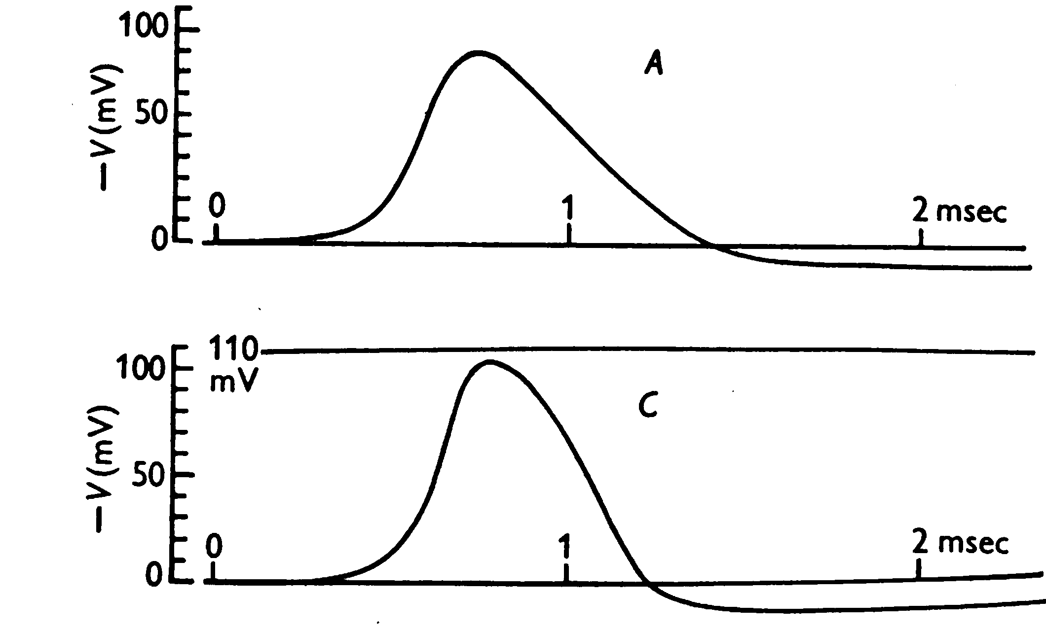 Figure 3: Action potentials across the membrane